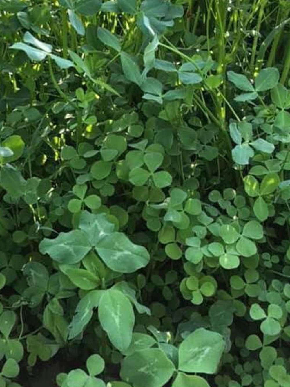 Aberlasting White Clover